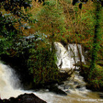 Edenvale, Castlebridge