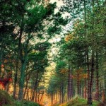 Raven wildlife reserve